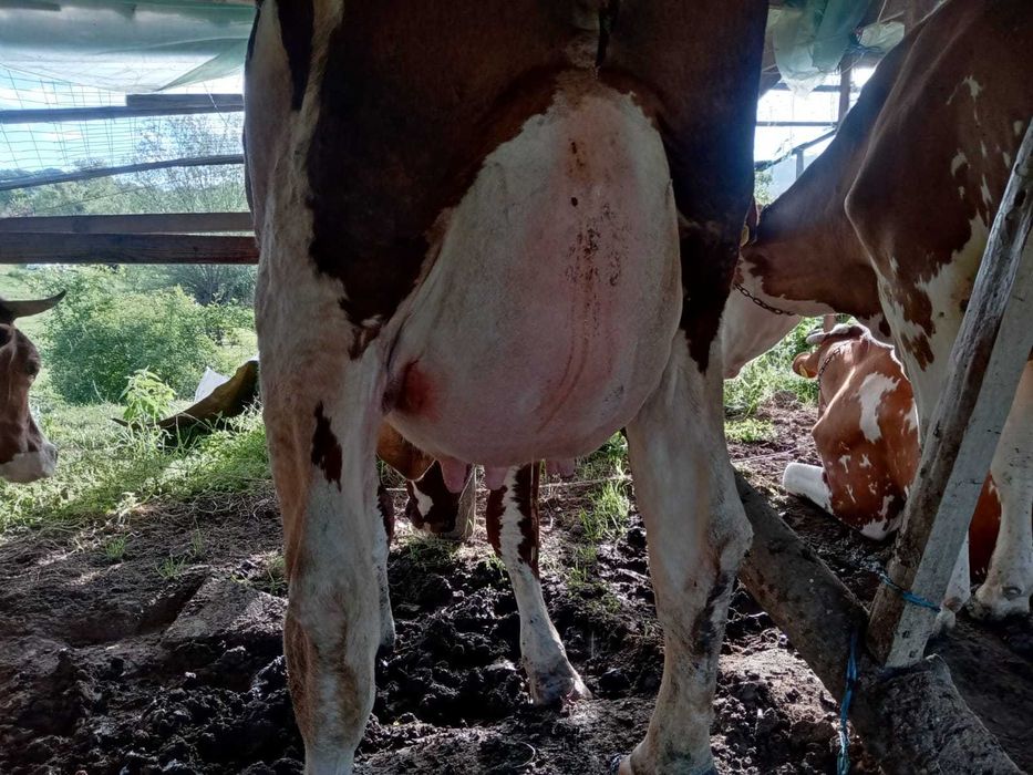 Vind vaci Red holstein.