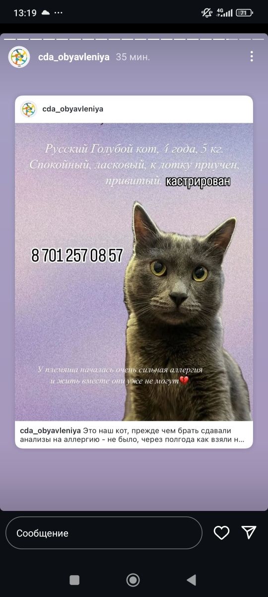 Ищем дом для русского голубого