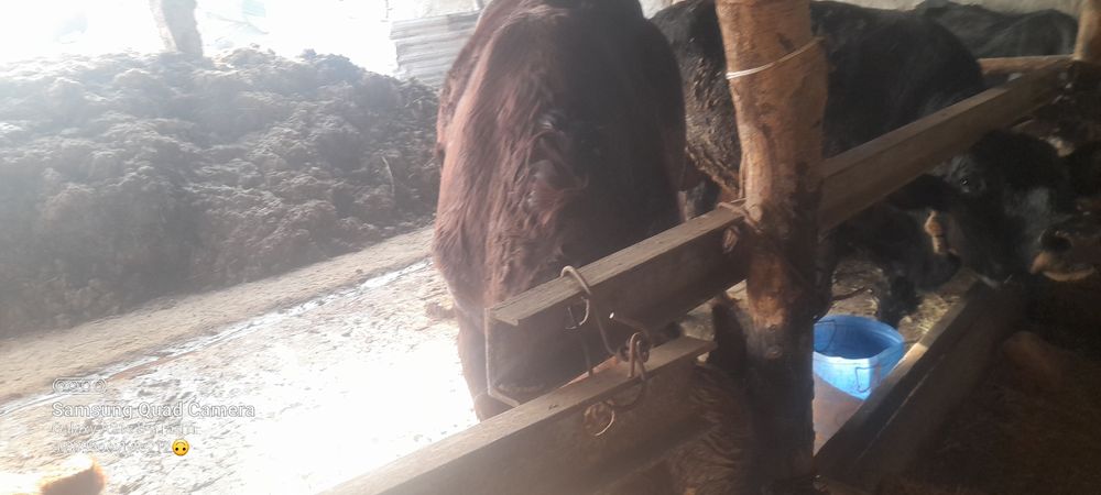 сотилади букалар