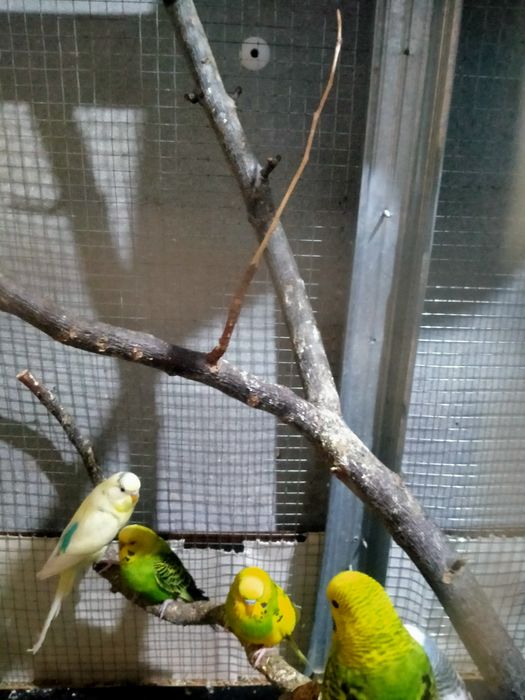 Попугай волнистый