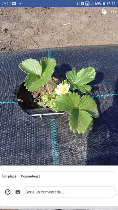 Agrotextil/Folie Antiburuieni 100gr/mp dif dimensiuni tratat UV