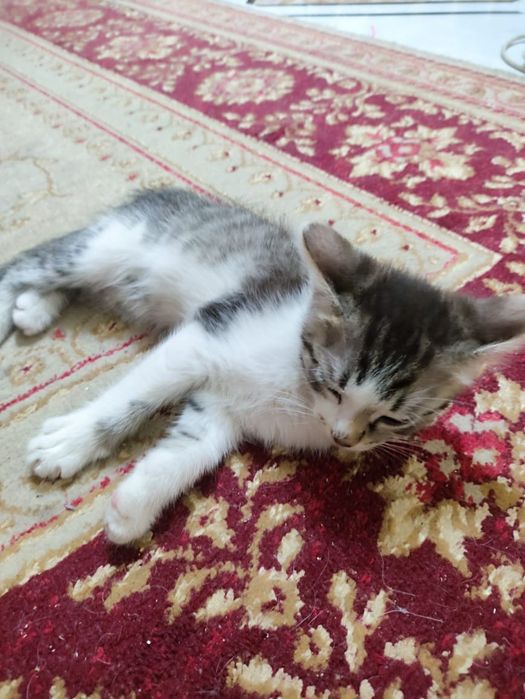 Отдам котят в хорошие руки