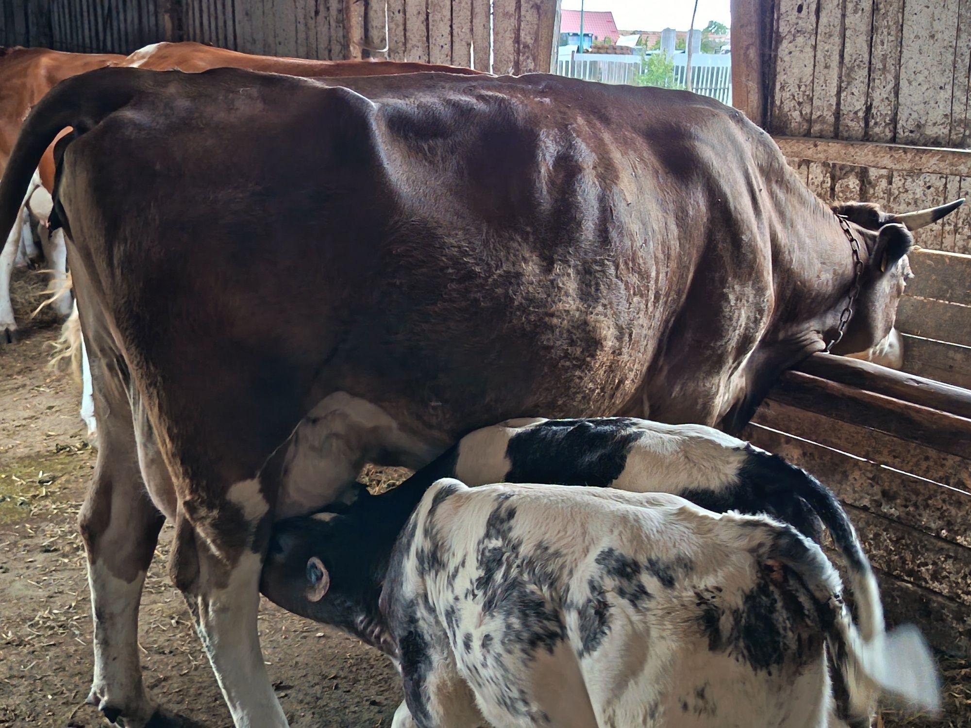 Vaca cu vitei fatata recent