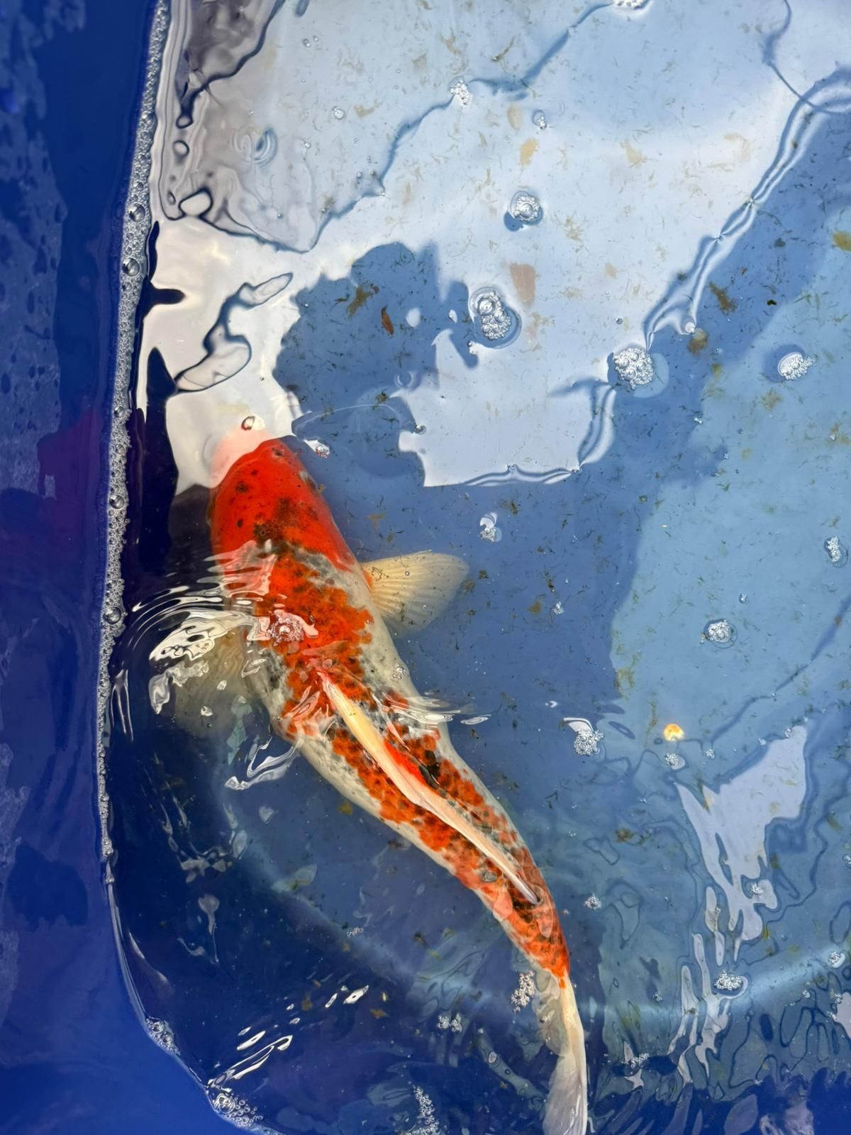 Crapi koi de vânzare