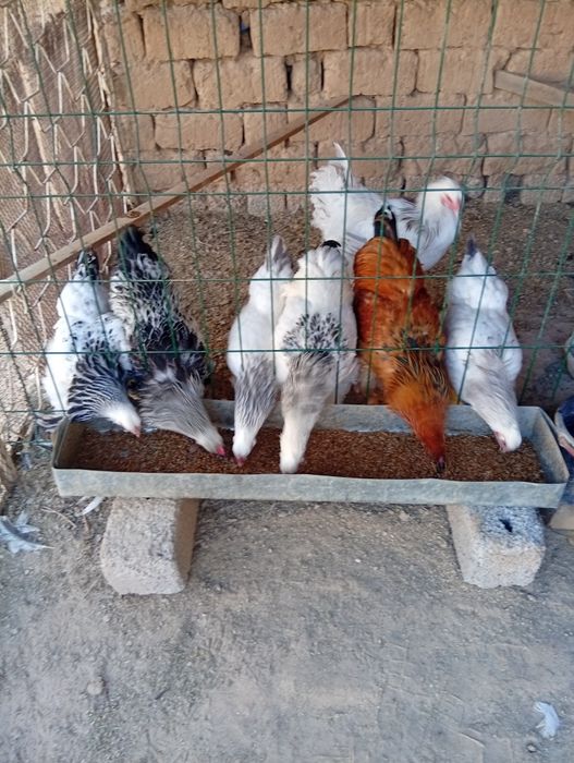 Домашные куры продается