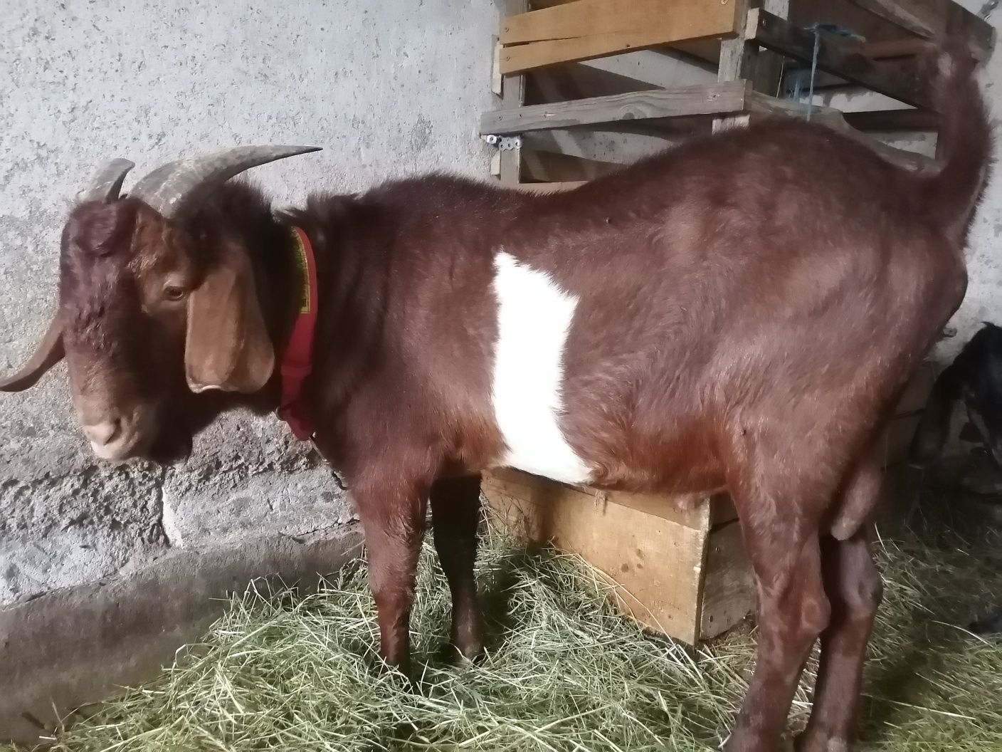 Vând sau schimb Țap boer, din 2024.