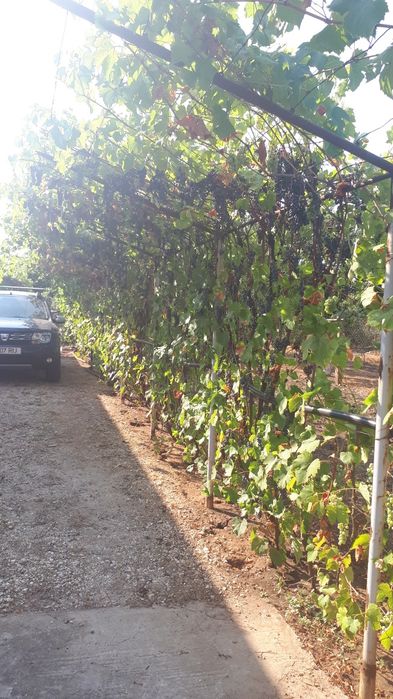 Vînd casă 5 Camere Comuna Botoroaga Sat Valea Cireșului Teleorman