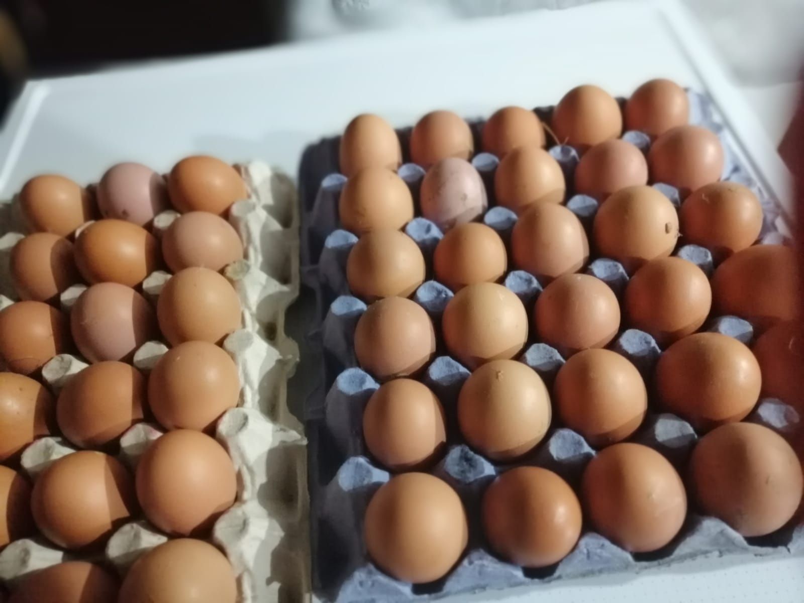 Ouă de la găini hrănite cu cereale