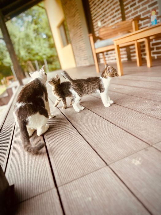 Ofer spre adoptie 2 pisicute adorabile