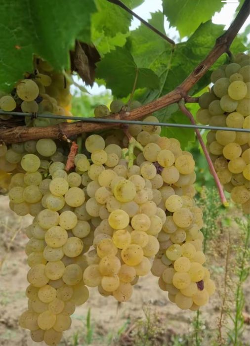 Vand struguri de vine