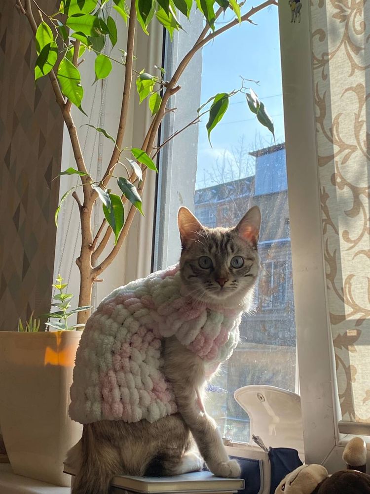 Очень мягкий свитер для кошки