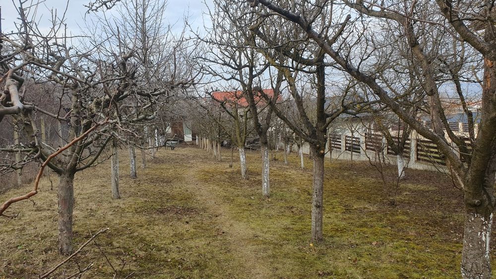 Drujbist tai lemne defrisez  toaletez pomi.
