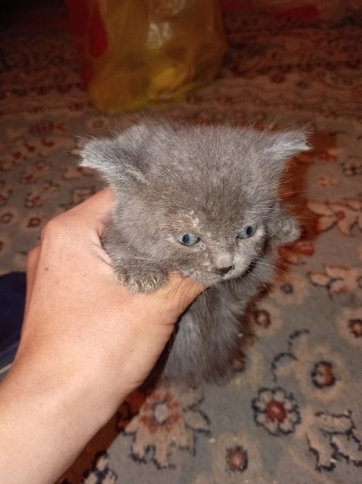 Одам добрые руки котянок мальчика