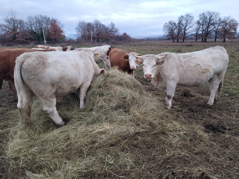 Juninci charolease si taur