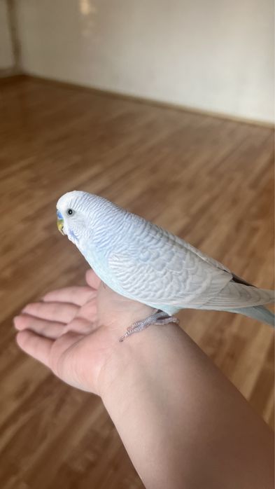 Продаю волнистого попугайчика срочно!Причина переезд.