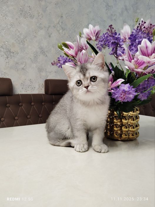 Продается британка. Серебро шиншилла. Мурчалка.