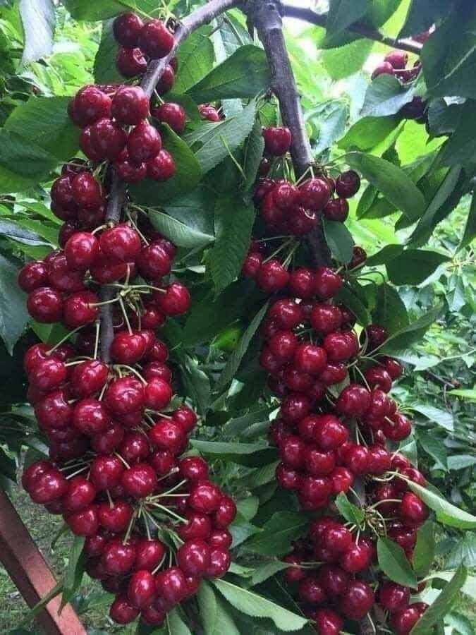 Achchiq gilos koʼchatlar vishniya