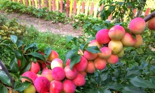 Prun (Soiul Red Freedom )