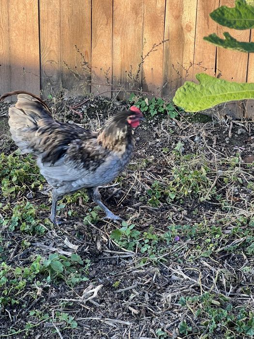 De vanzare cocosi australop