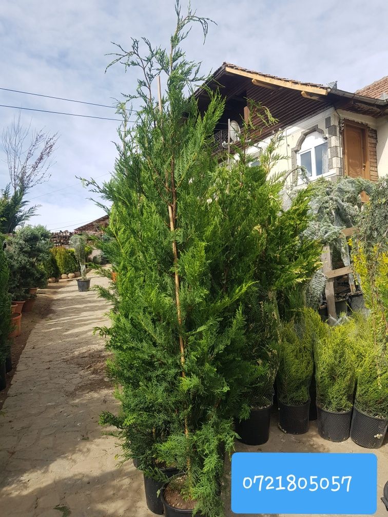 Plante ornamentale: tuia smarald,spirala,pomi pon,magnoli,mesteacăn,