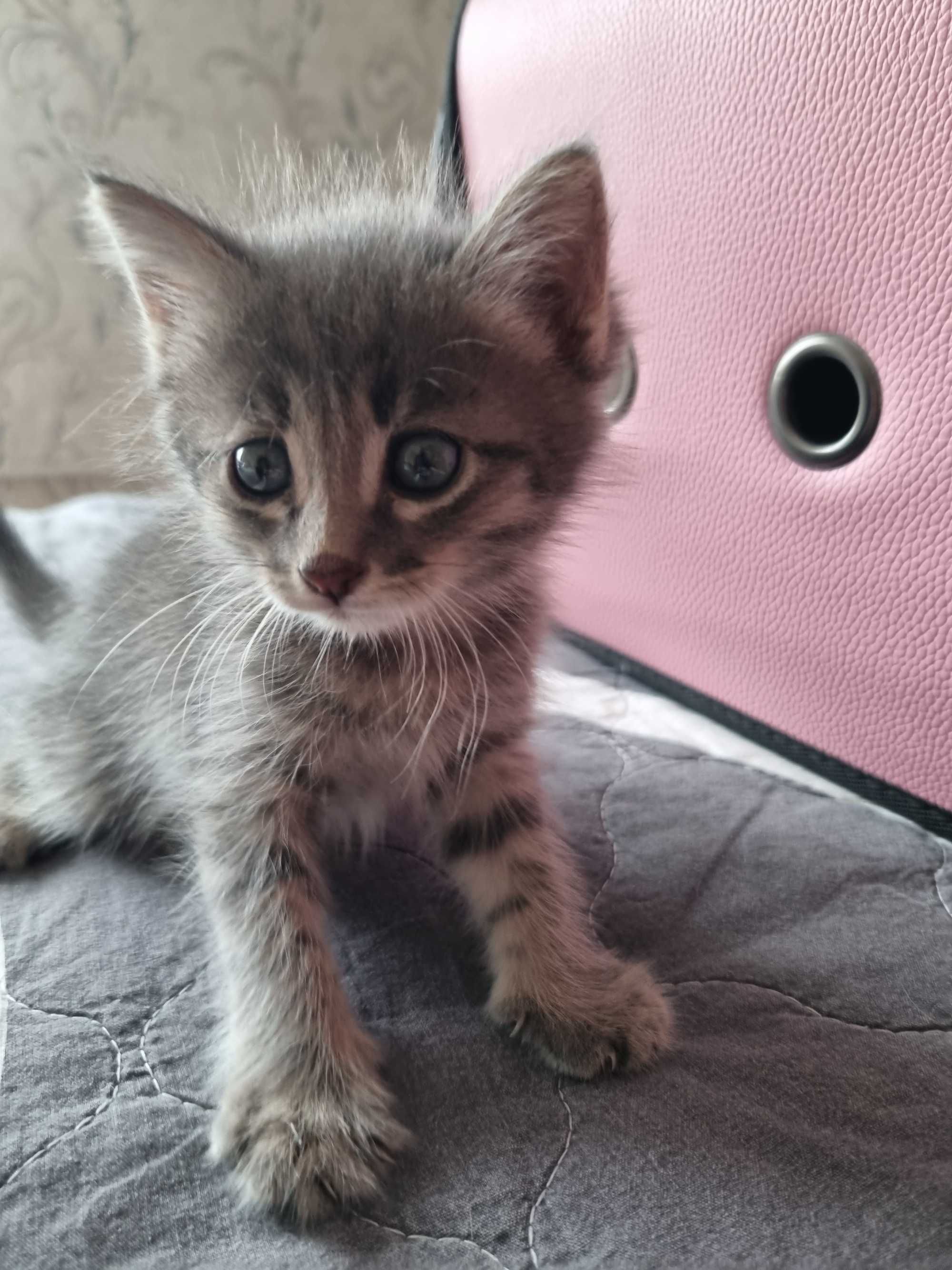 Отдаём котят в добрые руки