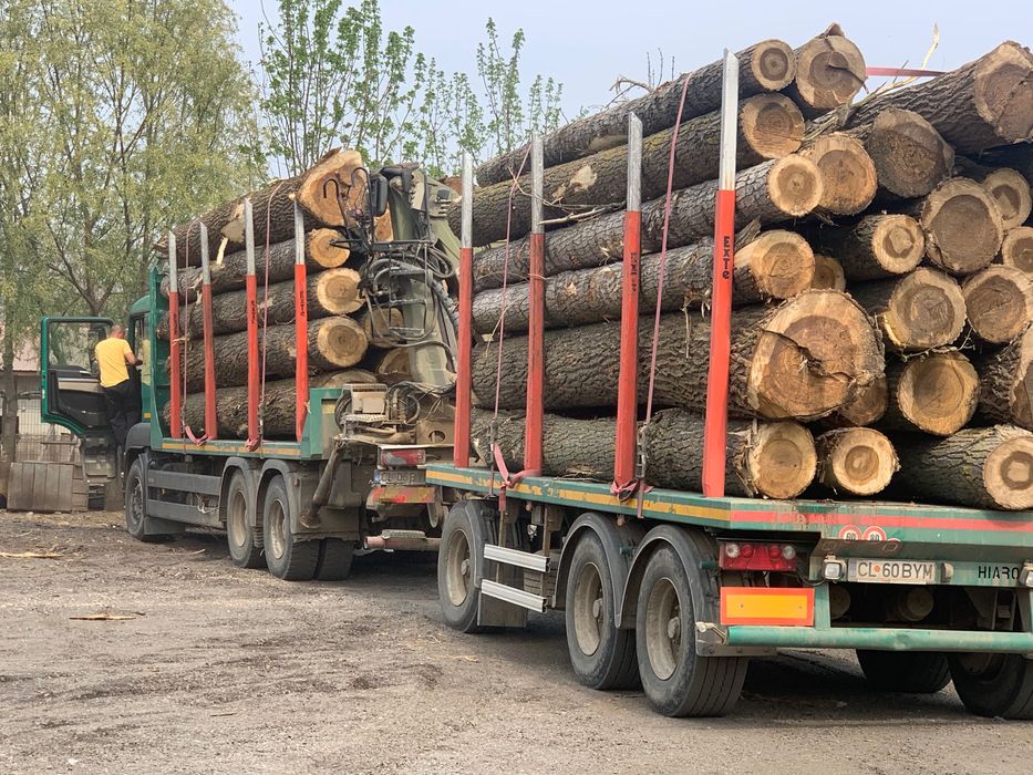 Buștean plop ea , lemn de foc , gater .