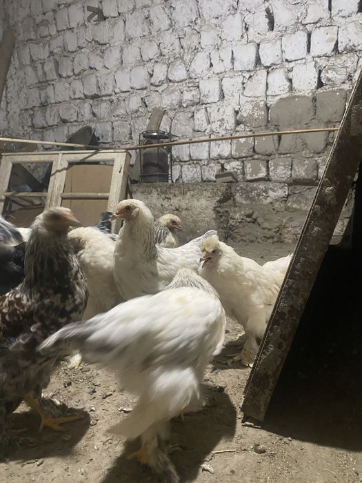 5 oylik jojalar broler. 000