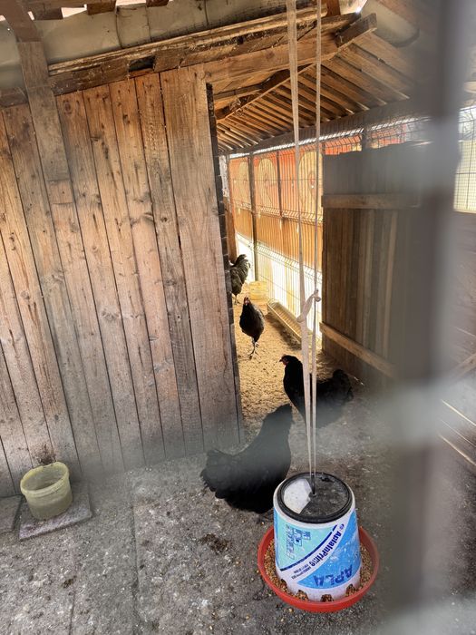 Vand Gaini si Cocos rasa Australorp negru