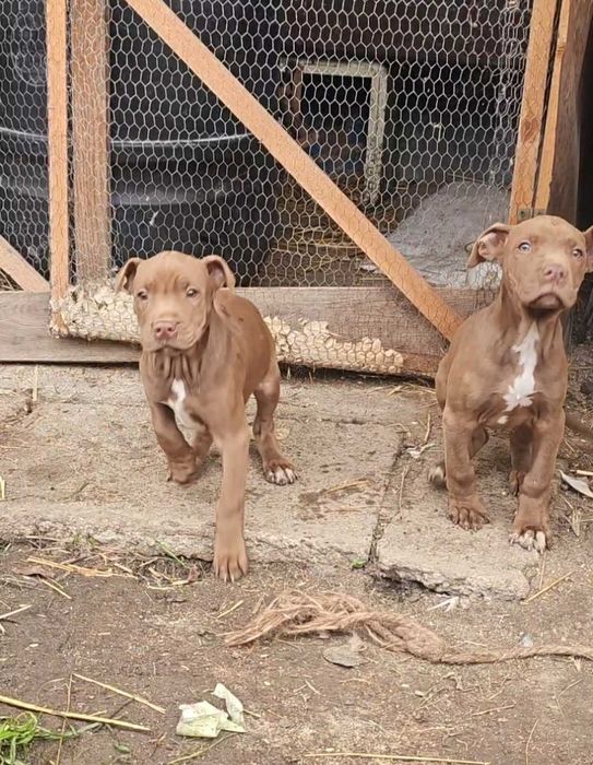 питбул чистокръвен 2 мъшки