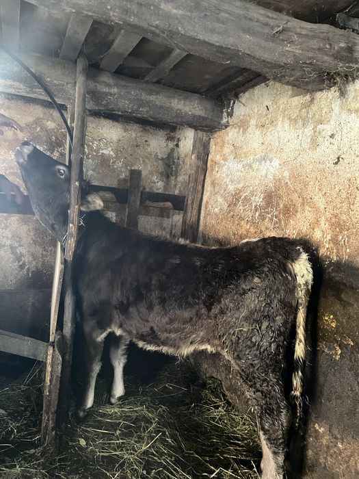 Vand vitea bruna de maramures