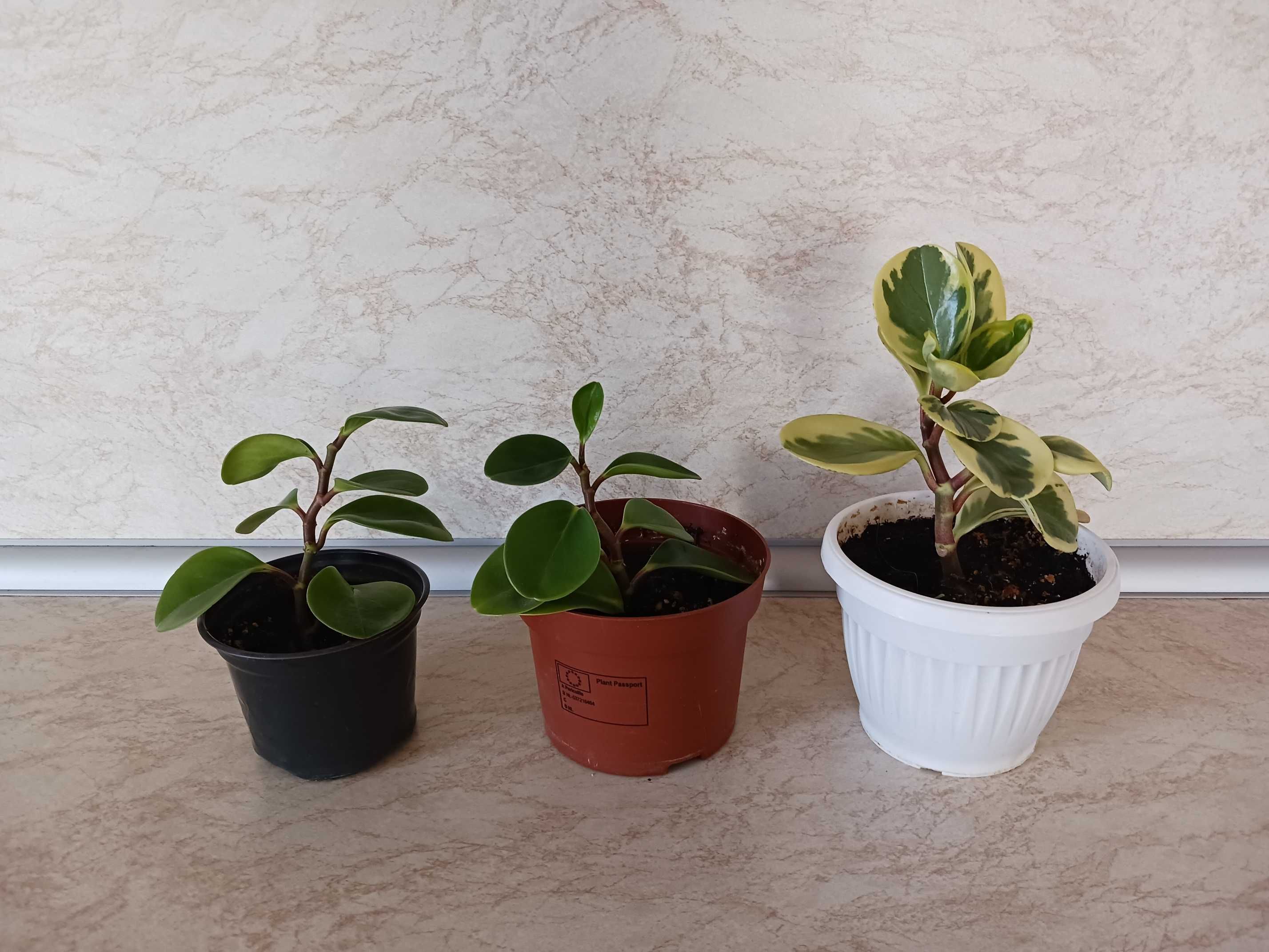 Пеперомия Peperomia obtusifolia - зелена и пъстра
