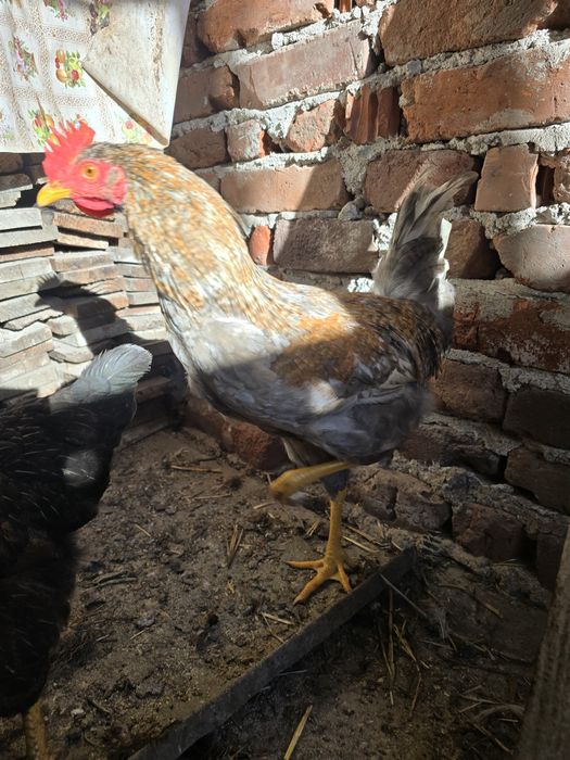 Петли петлета  и кокошки от стари български породи