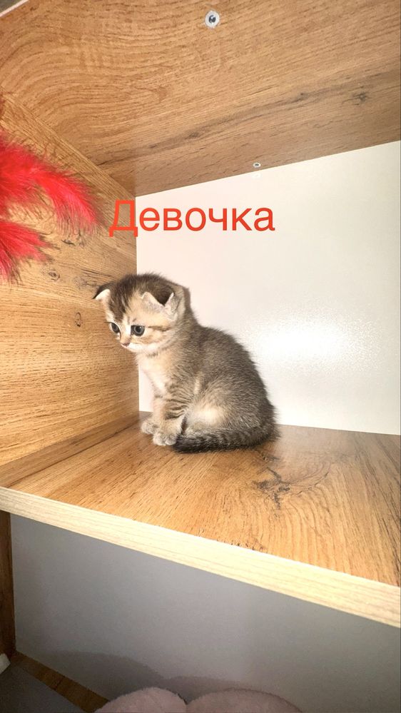 Продаётся чистокровный котята