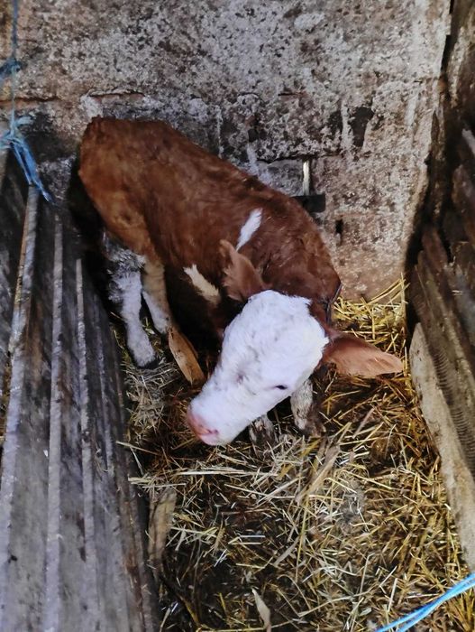 Vand 2 vitei taurasi