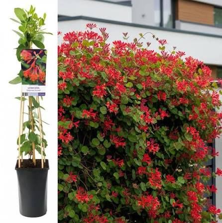 Mâna Maicii Domnului