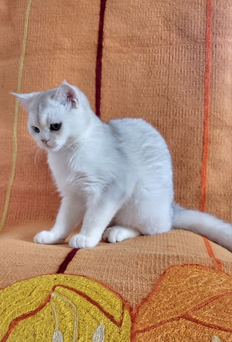 British chinchilla
