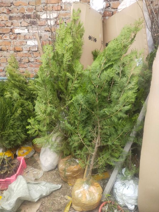 Продажа тополей роз саженцев