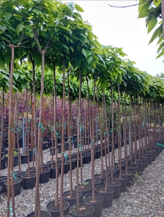 Copacii ornamentali mesteacan tei catalpa platan frasin oriunde in tar