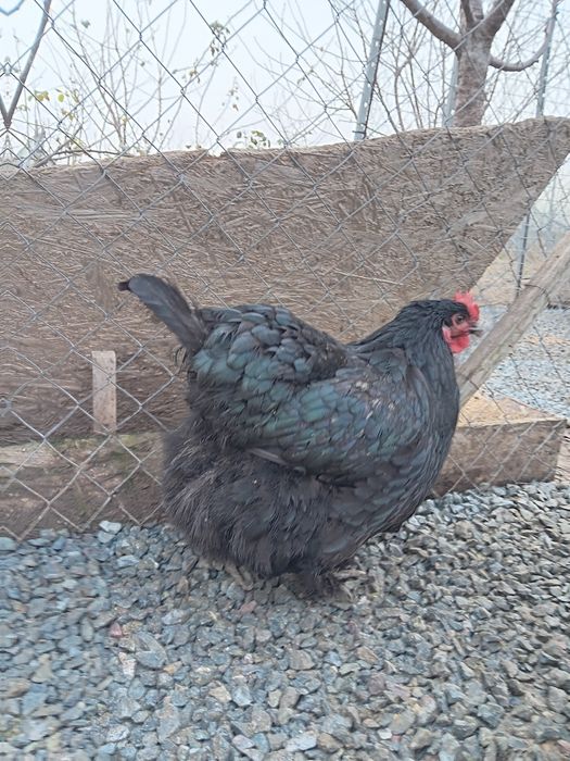 Oua pt incubat de la pasarile din imagini