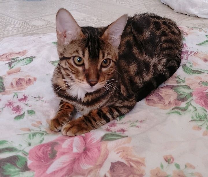Бенгальская кошечка