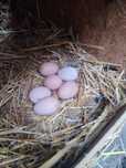 Ouă găini Australorp pentru incubat