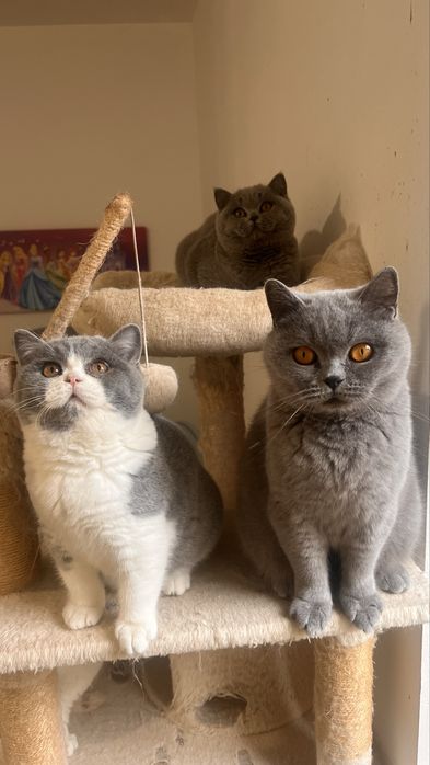 Чистокръвно британско коте шоу клас