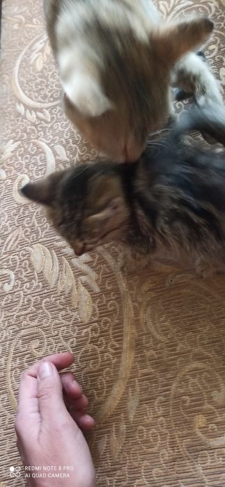 Котята продаются