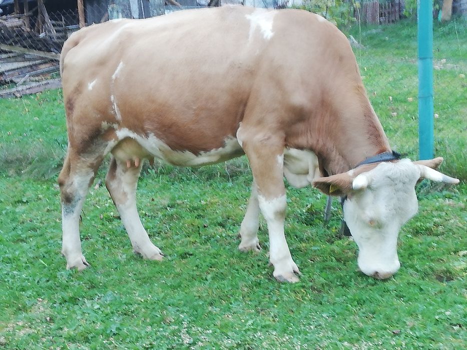 Vând vacă balțată românească