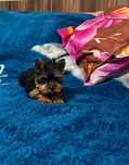 Yorkshire terrier