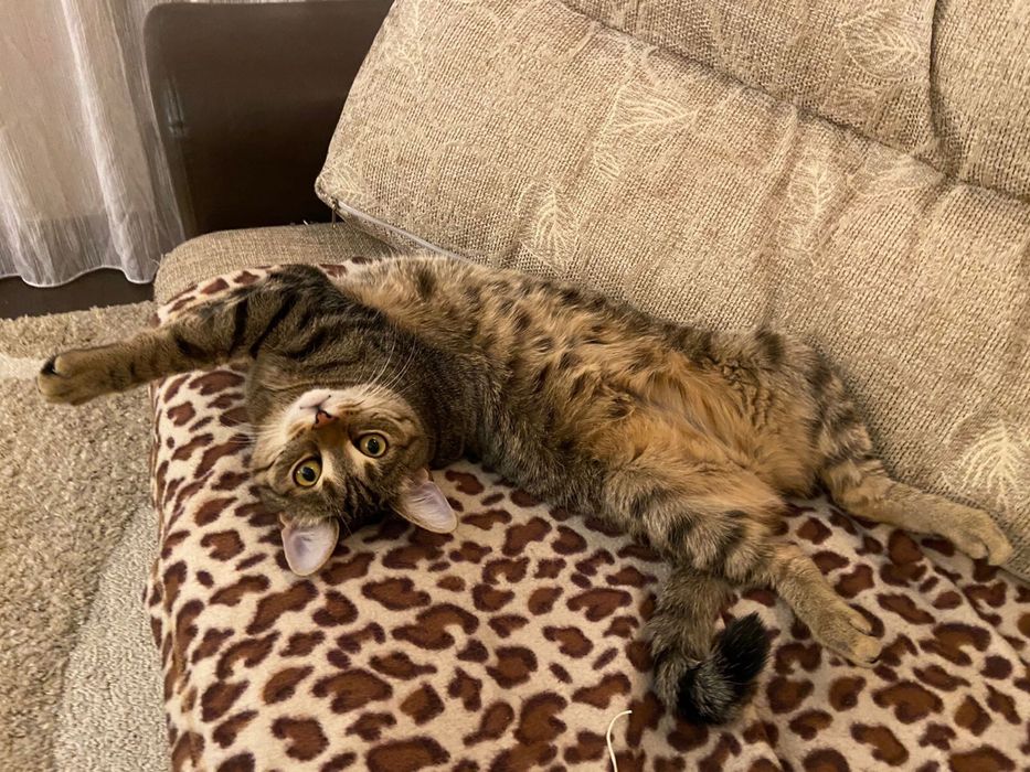 Прмогите найти кота