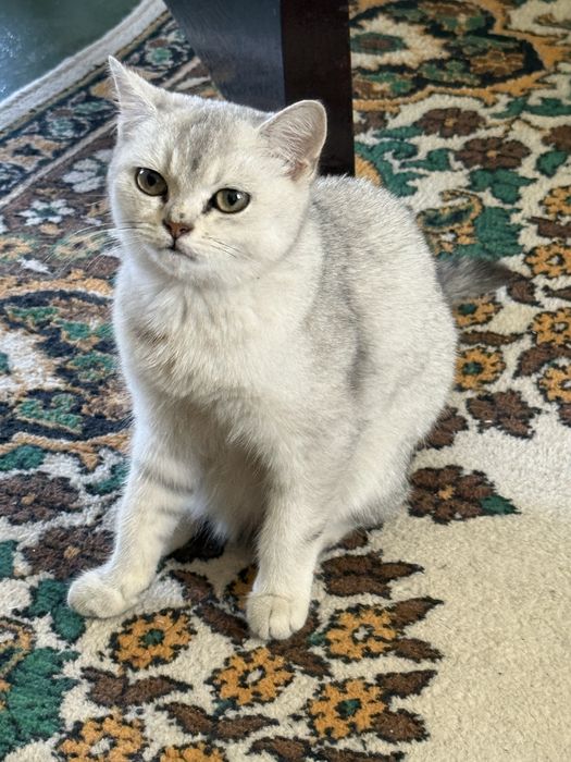 Продается Серебристая Шиншилла чистокровная