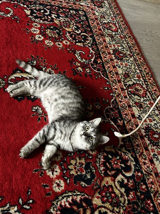 Продаеться кошка 1 лет