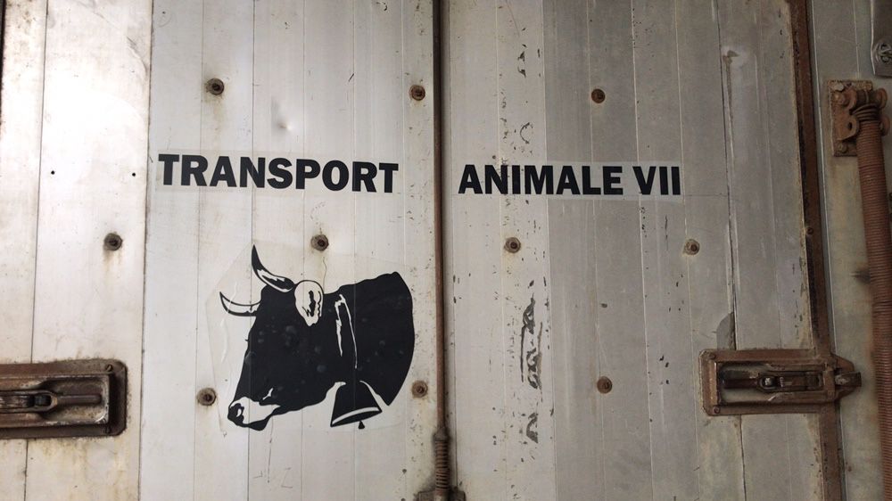 Transport animale vii