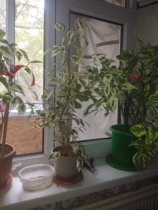 Цветы  комнатная